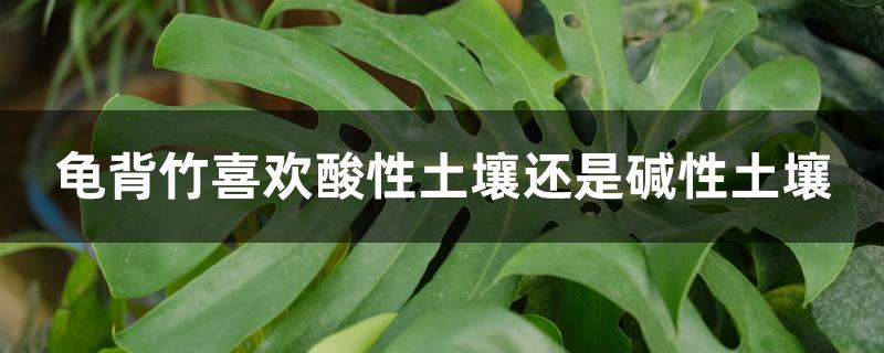 龟背竹喜欢酸性还是碱性的土壤,龟背竹喜欢什么土壤