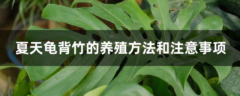 冬季龟背竹的养殖方法和注意事项(冬天养龟背竹注意)