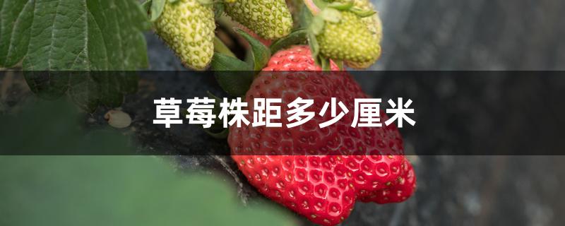草莓株距多少厘米(草莓株距多少厘米一亩地能产多少斤草莓第一年)