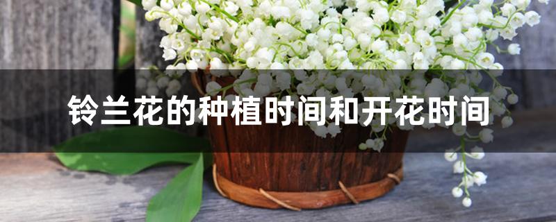 铃兰花怎么种植方法(铃兰花的种植时间和开花时间)