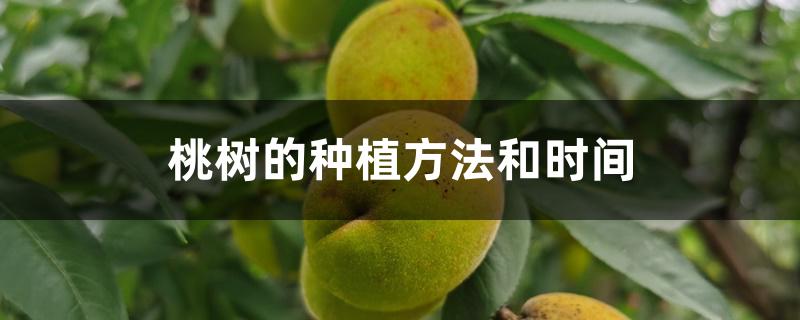 桃树的种植方法和时间(核桃树种植时间和方法)