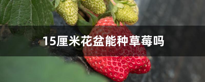 15厘米花盆能种草莓吗什么品种的草莓结果最多?(花盆里可以种草莓吗)