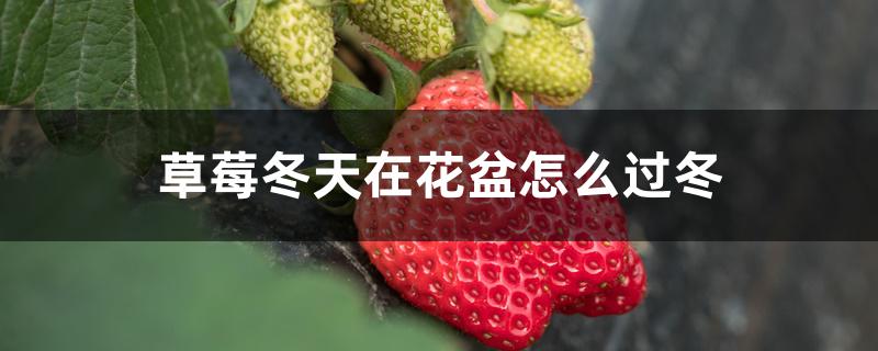 盆栽草莓冬天怎样过冬(地栽草莓如何过冬)