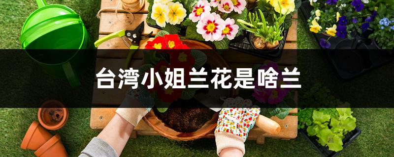 台湾小姐兰属于什么品种(台湾小姐兰花一年开几次花)