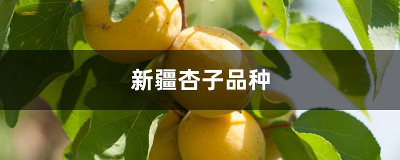 新疆杏子品种(新疆杏子品种有哪些)