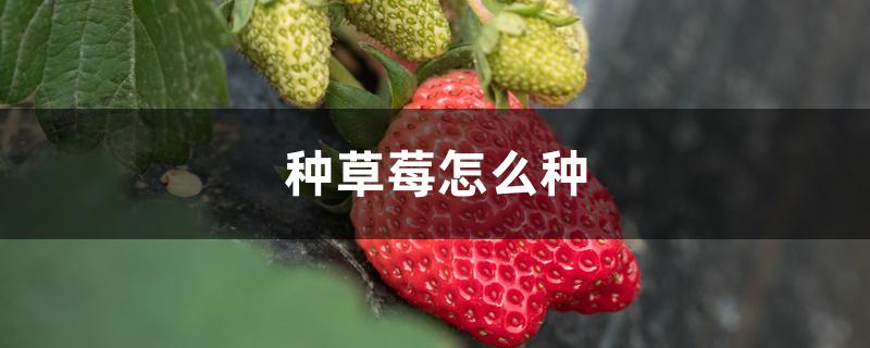 怎样种植草莓(草莓种植方法)