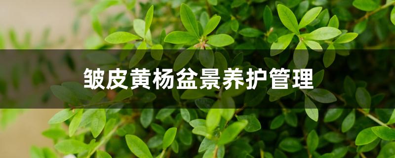 皱皮黄杨盆景如何养护(黄杨盆景的冬季养护与管理)