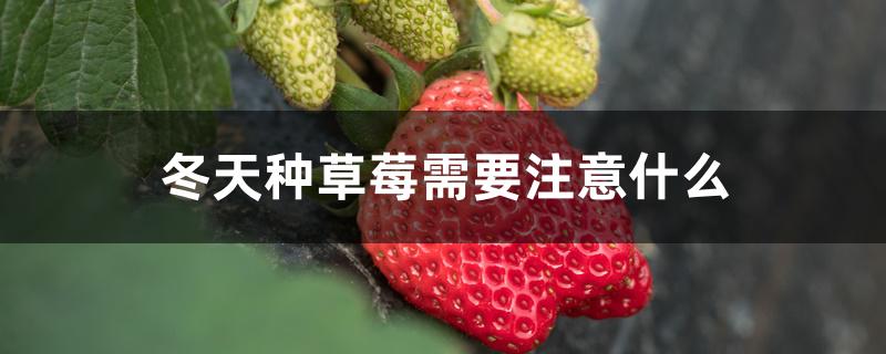 冬季种草莓需要注意什么(冬季如何种草莓)