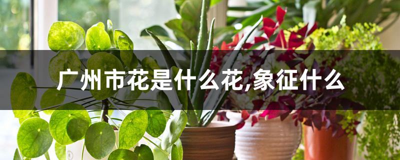广州的市花是什么花的代表(广州市花的含义)