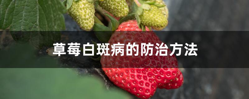 草莓黑斑病的防治方法(草莓白粉病的防治方法)