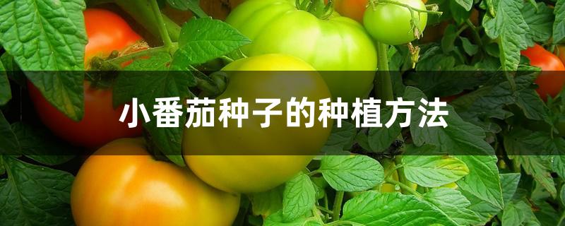 小番茄种子的种植方法和注意事项(小番茄种植时间和方法)