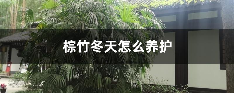棕竹冬季如何养护(棕竹怎样过冬)