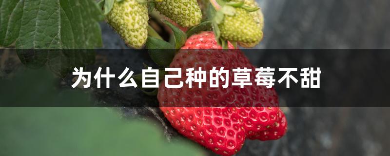 为什么自己种的草莓不甜呢(为什么自家种的草莓很酸)