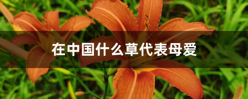 中国什么花代表着母爱(什么花代表着母爱)