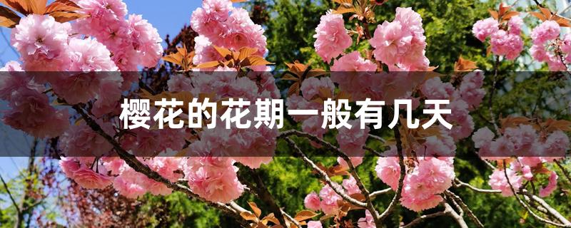 樱花的花期一般有几天第二人生(樱花的花期一般有几天?)
