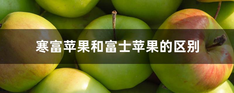 寒富苹果和富士苹果的区别图片(寒富苹果与富士苹果的区别)