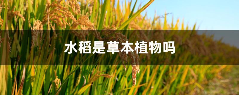 水稻是草本植物吗(水稻是草本植物还是木本植物?)