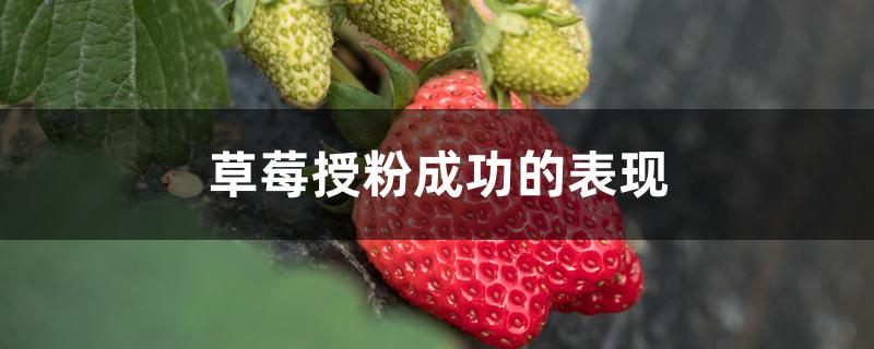 草莓授粉过程(草莓授粉成功和授粉失败的图)