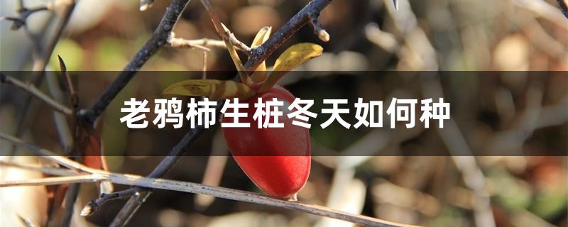 老鸦柿下山桩冬天如何种植(生桩老鸦柿的种植方法)