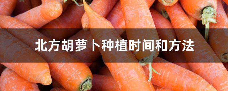 北方秋季胡萝卜的种植方法和时间(南方胡萝卜种植时间和方法)