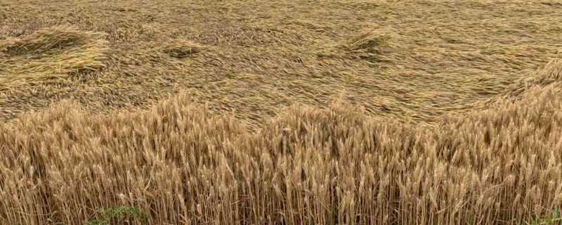小麦冬季施肥的最佳时间(冬季小麦施肥在年前还是年后啊)