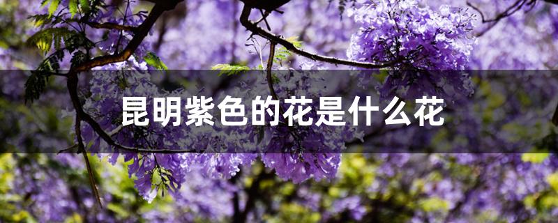 云南紫色的花是什么花(代表昆明的花是什么花)
