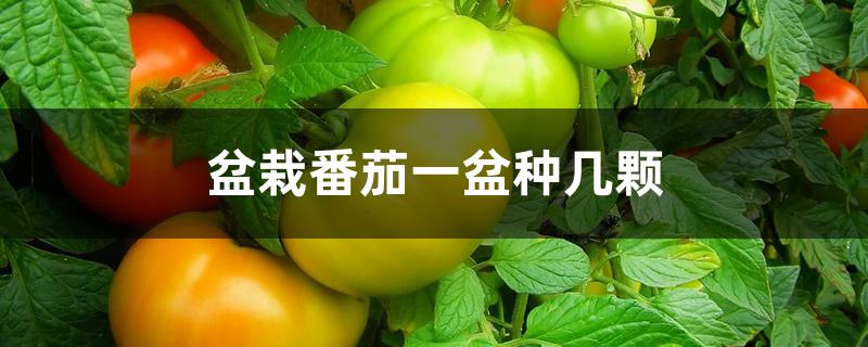 盆栽番茄一盆种几颗种子(一个花盆种植几颗西红柿)