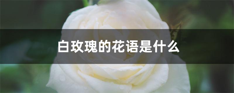 白玫瑰的花语是什么?(紫色的玫瑰花图片)