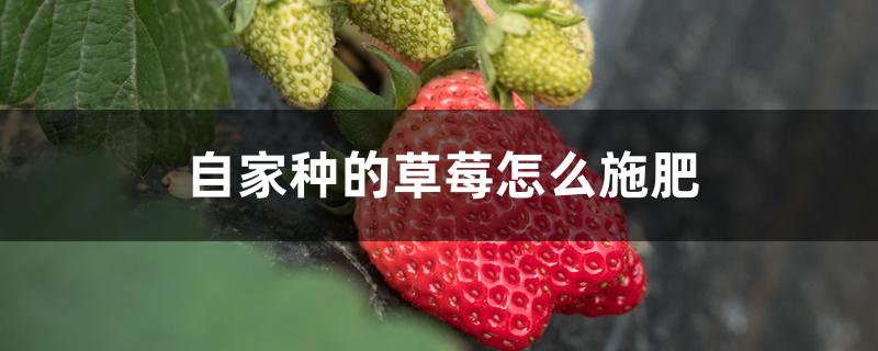 自家种的草莓怎么施肥 视频(自家种的草莓怎么施肥多)