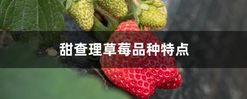 甜查理草莓特性(查理草莓品种介绍)