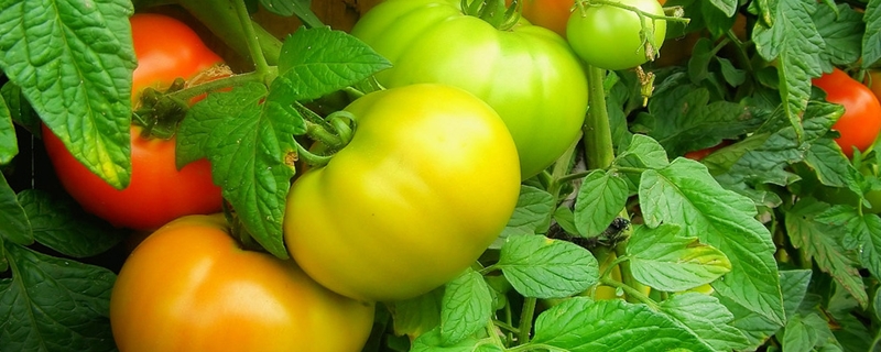 西红柿开花结果期怎么施肥和管理(西红柿初花期管理)