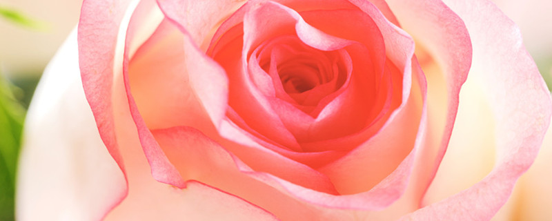 粉玫瑰花的花语和寓意(粉玫瑰多少朵的寓意)