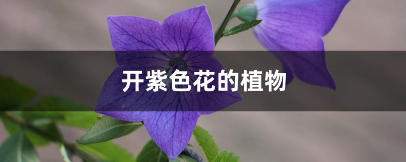 开紫色花的植物的图片及名称(紫色花的品种大全)