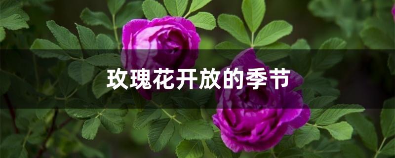玫瑰花开放的季节(玫瑰花开放的季节和开花的时间)