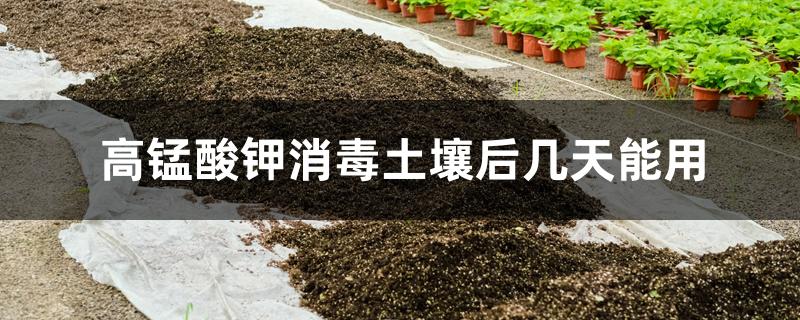 高锰酸钾给土壤消毒多久可以用(用高锰酸钾可以给土消毒吗)