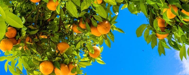 柑橘黄叶病用什么药(柑橘树叶变黄需要怎么治疗好)