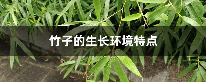 竹子的生长环境特点有哪些(竹子的生活环境和主要特征)