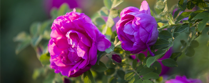 玫瑰花和可食用玫瑰花的区别(可食用玫瑰花的功效与作用)