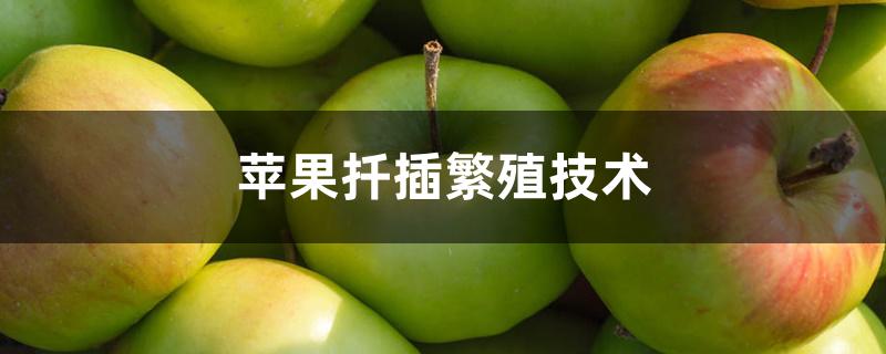 苹果扦插繁殖技术(苹果树扦插繁殖的方法)