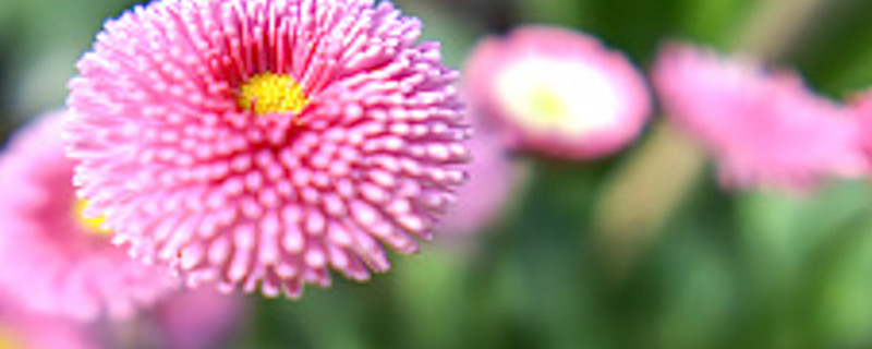 小雏菊的花语和寓意粉色(粉色雏菊的花语是什么意思)