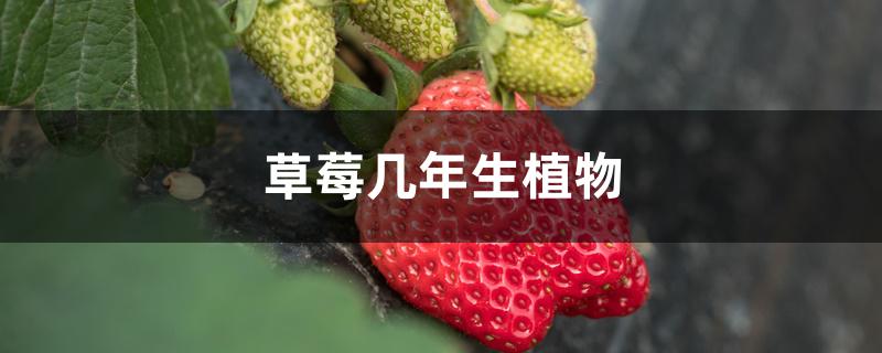 草莓几年生植物(草莓几年生植物怎样养护)