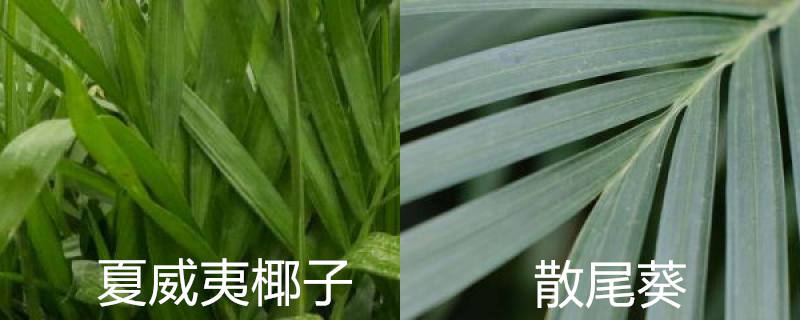 夏威夷椰子和散尾葵的区别图片(夏威夷椰子与散尾葵的区别)