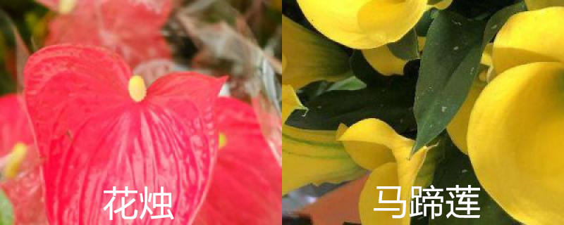 花烛和马蹄莲的区别,马蹄莲是花吗