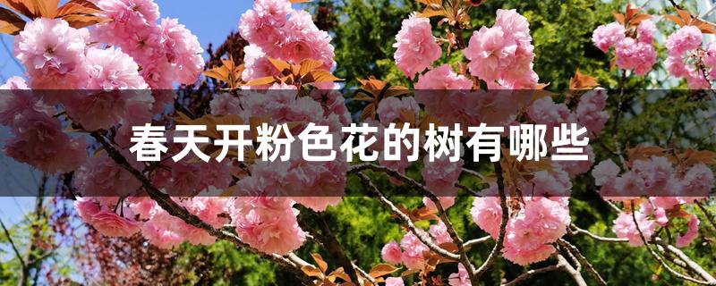 春天开粉色花的树是什么树(秋天开粉色花的树有哪些)