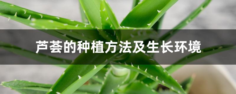 芦荟的生长环境及栽培方法(芦荟的种植方法及管理)
