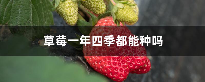 草莓可以一年四季种吗(草莓是不是四季都能种)