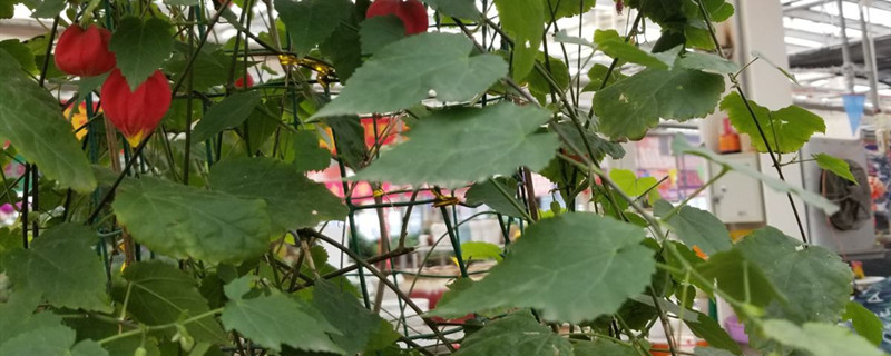爬藤灯笼花的养殖方法和注意事项(爬藤灯笼花的养殖方法)