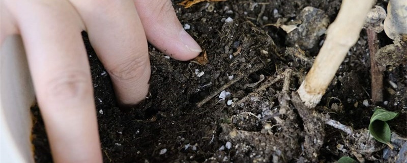 土壤板结的原因及解决办法(花盆土壤板结的原因及解决办法)
