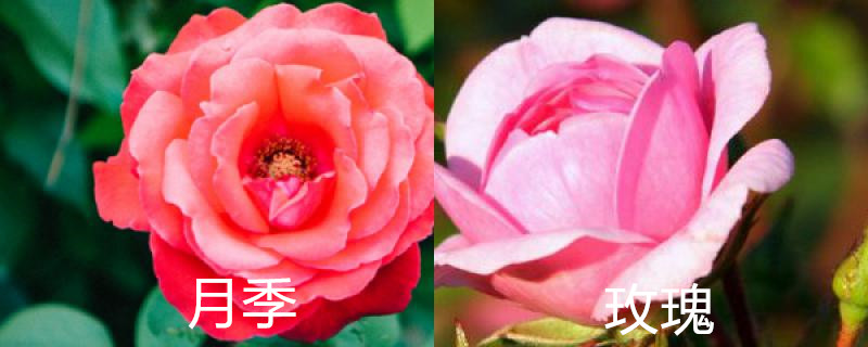 月季花与玫瑰花的区别在哪里(月季玫瑰花区别)