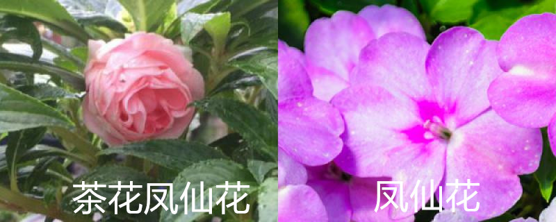 凤仙茶花与凤仙花区别,水仙花和凤仙花的区别